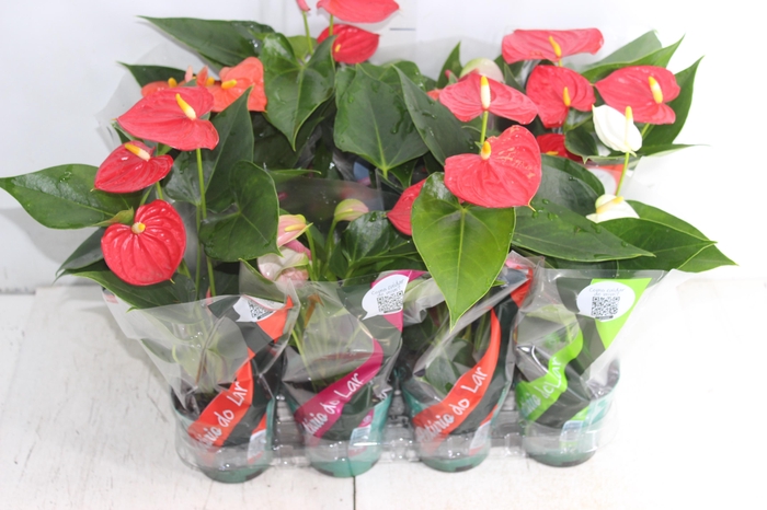 <h4>ANTHURIUM VARIADO P09</h4>