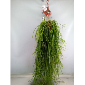 Rhipsalis   ...