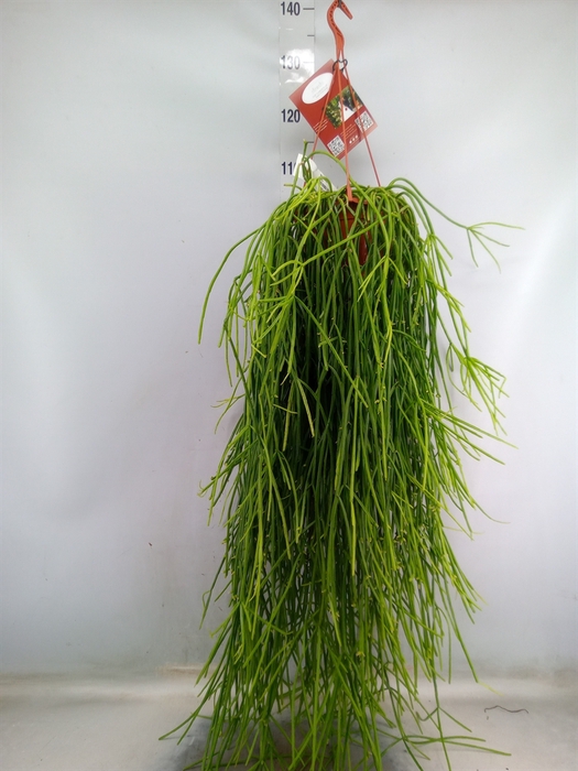<h4>Rhipsalis   ...</h4>