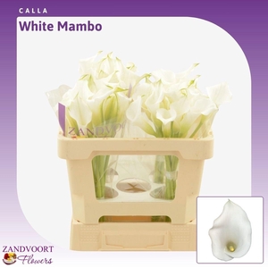 ZANT WHITE MAMBO