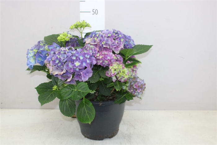 <h4>Hydrangea Macr Blue 10+</h4>