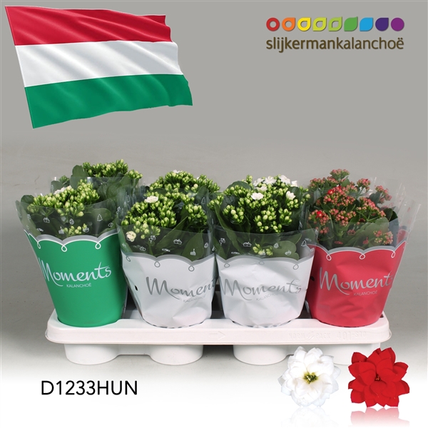 <h4>Kalanchoe Moments - Hungary flag</h4>