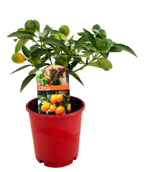 <h4>Citrus kumquat</h4>