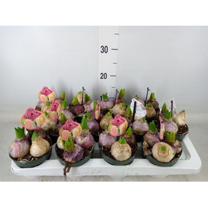 Hyacinthus orie.   ...