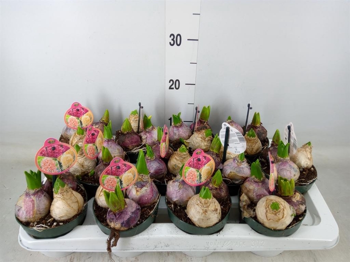 <h4>Hyacinthus orie.   ...</h4>