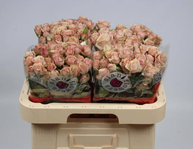 <h4>Rosa spray destini</h4>