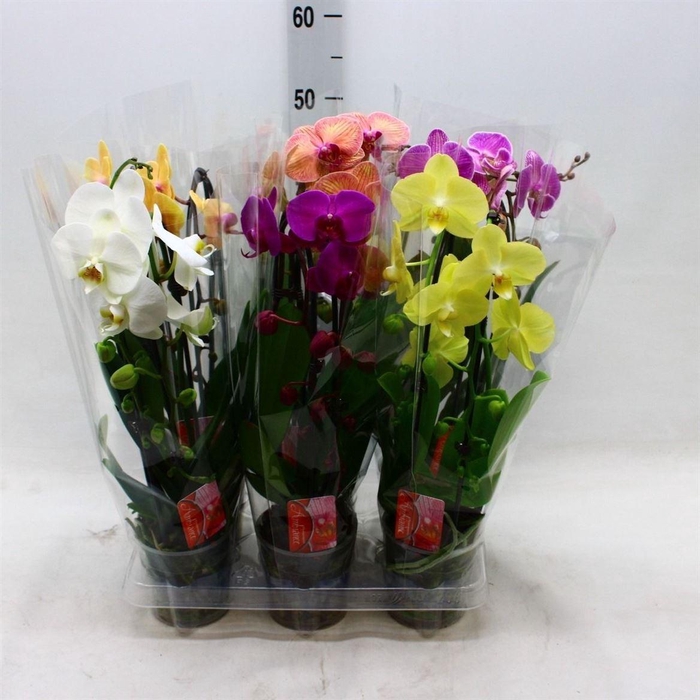 arr8 Phal El Cascade Gem