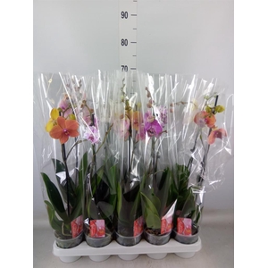 Phalaenopsis   ...mix