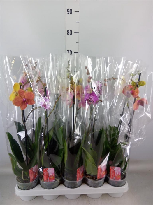 <h4>Phalaenopsis   ...mix</h4>