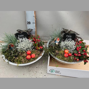 ARR TUINPLANTEN