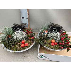 ARR TUINPLANTEN