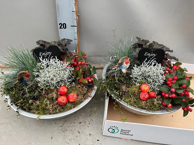 <h4>ARR TUINPLANTEN</h4>