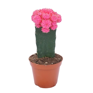 Gymnocalyc mihanovich