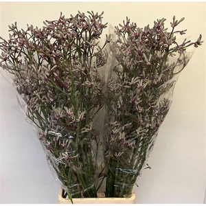 ANIGOZ LILAC QUEEN