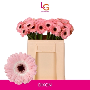 GERBERA MI 'DIXON'