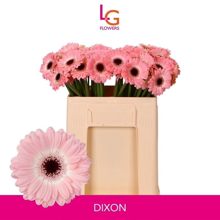 <h4>GERBERA MI 'DIXON'</h4>