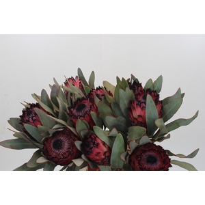Protea Barbigera Ruby Princess Air