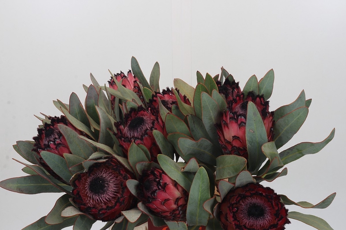 <h4>Protea Barbigera Ruby Princess Air</h4>