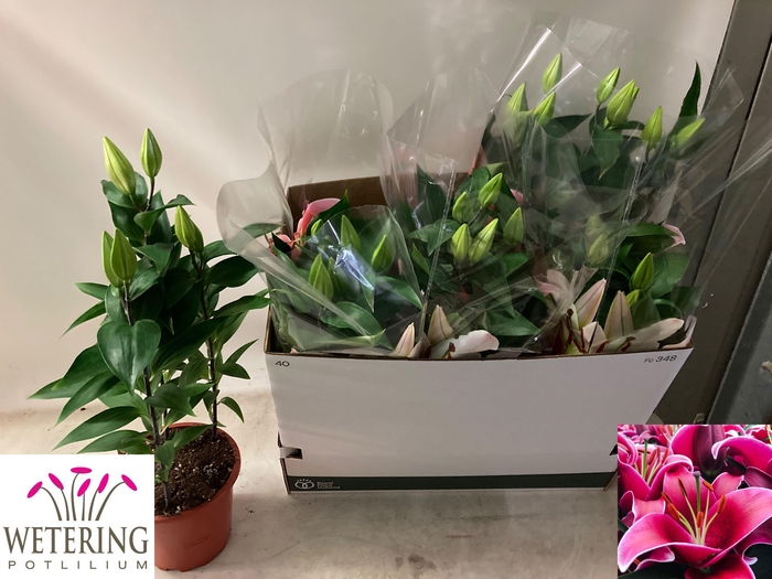 <h4>LIL OR SUNNY KEYS</h4>