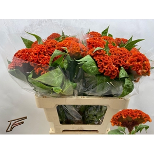 CEL C  EXTREM ORANGE