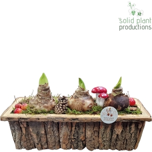 BRLA002 Amaryllis Bark R Large Brown