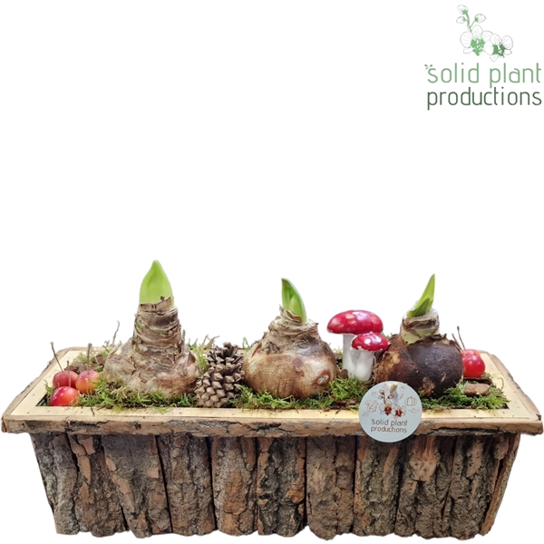 <h4>BRLA002 Amaryllis Bark R Large Brown</h4>