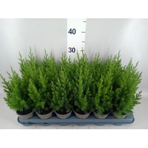 Juniperus chinensis 'Stricta'