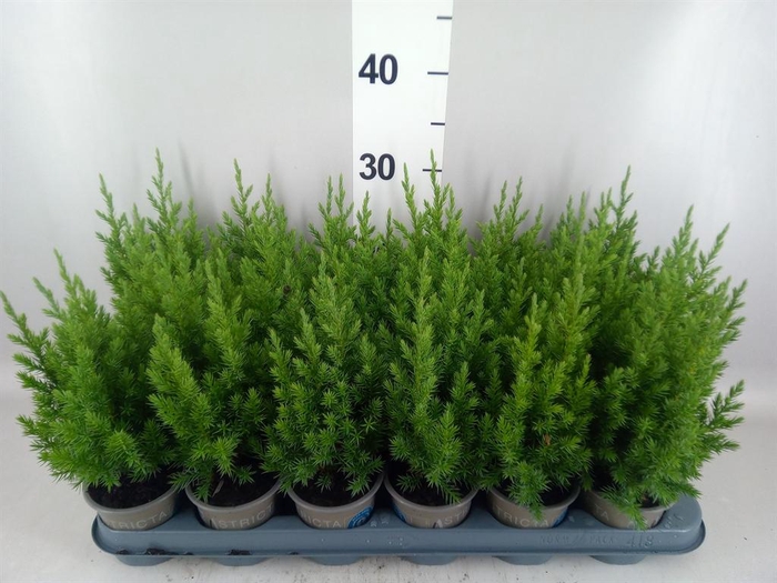 <h4>Juniperus chinensis 'Stricta'</h4>