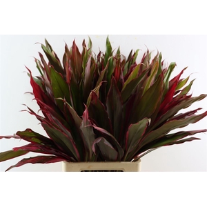 Cordyline Pink Sisters Xxl