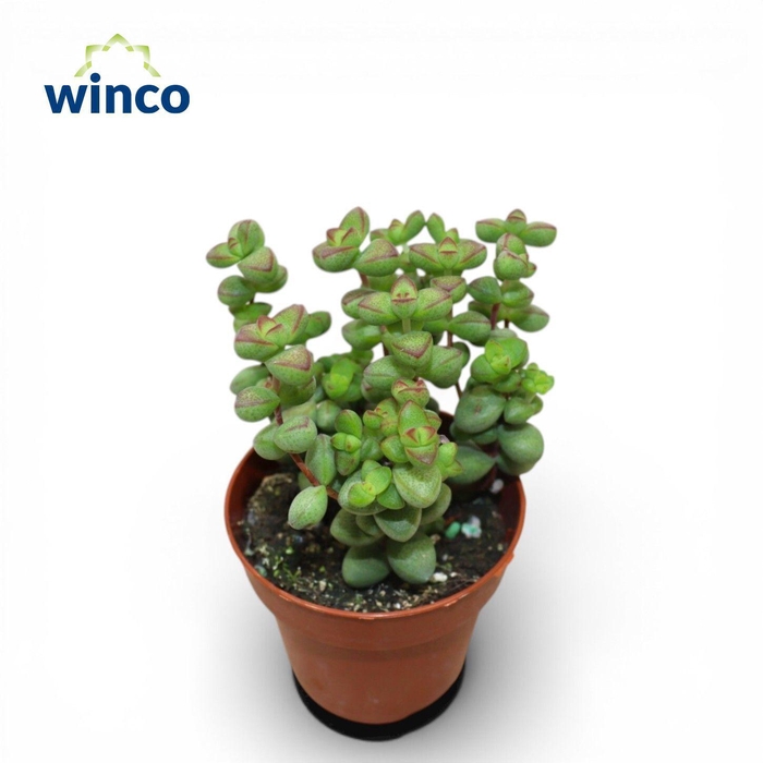 <h4>Crassula Pagoda X Rupestris</h4>