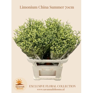 LIMONIUM SIN CHINA SUMMER