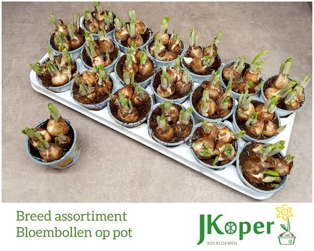 Narcissus Tete a Tete 9Ø 15cm