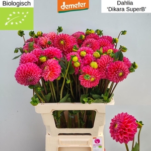 . Organic Dahlia Dikara Superb