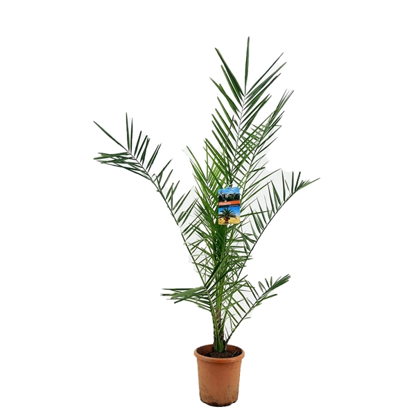 <h4>Phoenix canariensis</h4>