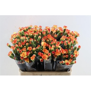 Di Tr Carimbo Yellow Orange