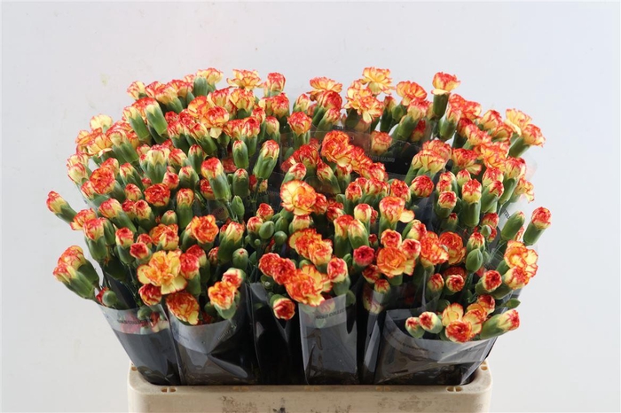 <h4>Di Tr Carimbo Yellow Orange</h4>