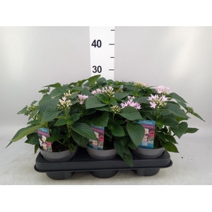 Pentas lanceolata 'Starclust' ..mix