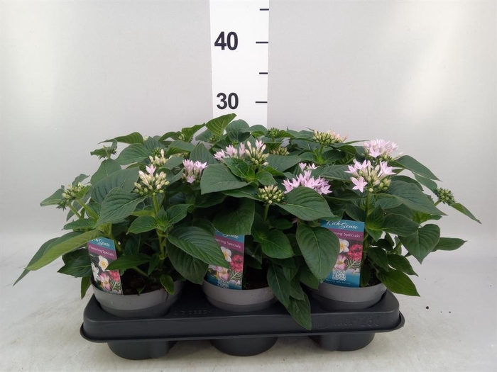 <h4>Pentas lanceolata 'Starclust' ..mix</h4>