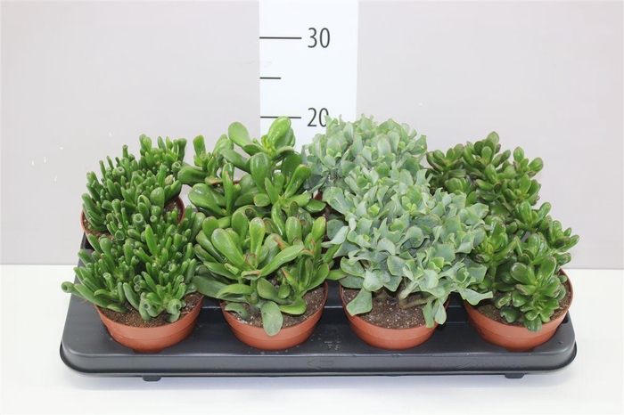 <h4>Crassula Mix</h4>