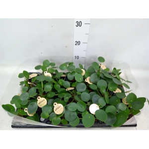 Pilea peperomoides