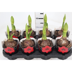 AMARYLLIS P14 VERMELHO MIN 2 HT