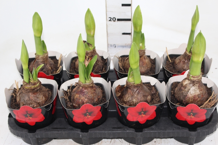 <h4>AMARYLLIS P14 VERMELHO MIN 2 HT</h4>