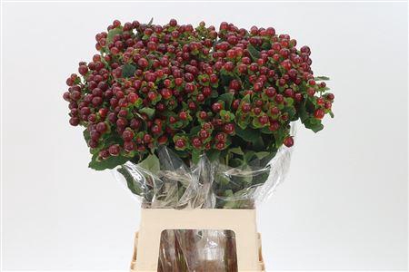 <h4>Hyp Magical Seasons</h4>