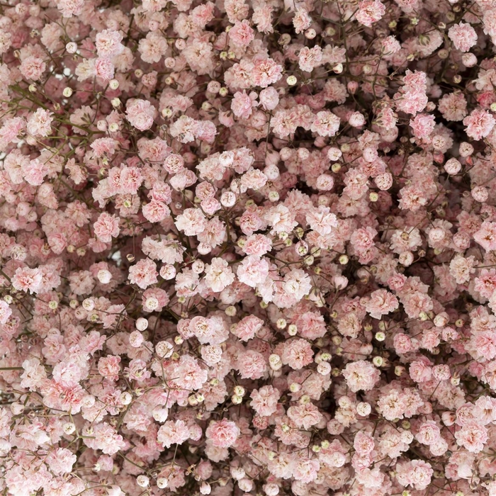 <h4>Gypsophila Xlence Baby Pink 40gr</h4>