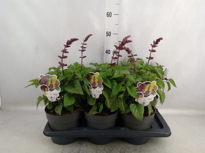 <h4>Salvia  'Salgoon Lake Flamingo'</h4>