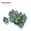 Aloë Mix (4spc.) (decorum)
