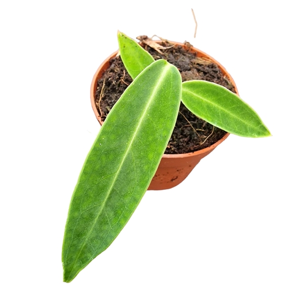 <h4>Anthurium Warocqueanum</h4>