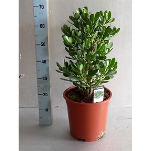 Crassula Ovata 27Ø 60cm