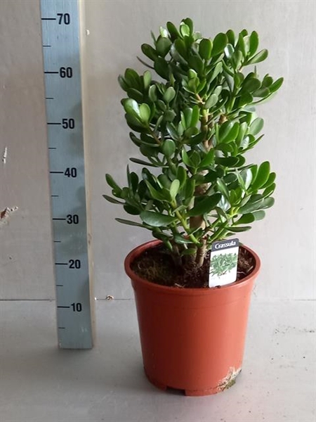 Crassula Ovata 27Ø 60cm