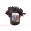 Ajuga reptans Black Scallop